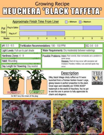 Heuchera 'Black Taffeta' - Growing Recipe