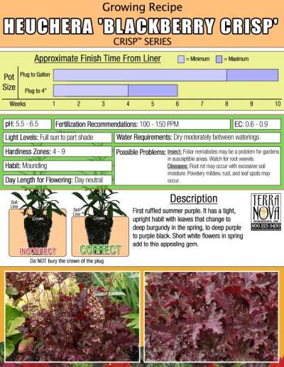 Heuchera 'Blackberry Crisp' - Growing Recipe