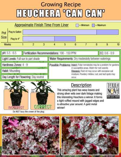 Heuchera 'Can Can' - Growing Recipe