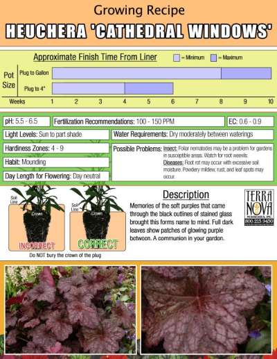 Heuchera 'Cathedral Windows' - Growing Recipe