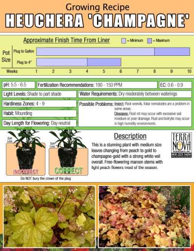 Heuchera 'Champagne' - Growing Recipe