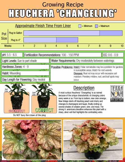 Heuchera 'Changeling' - Growing Recipe