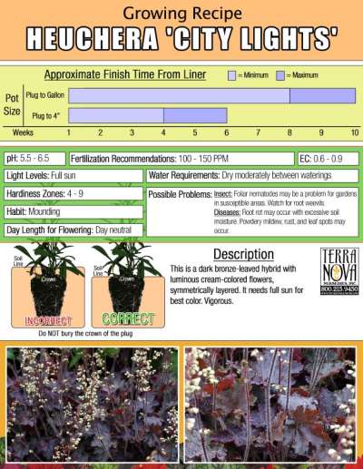 Heuchera 'City Lights' - Growing Recipe