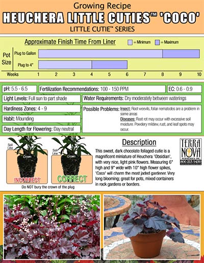 Heuchera LITTLE CUTIES™ 'Coco' - Growing Recipe