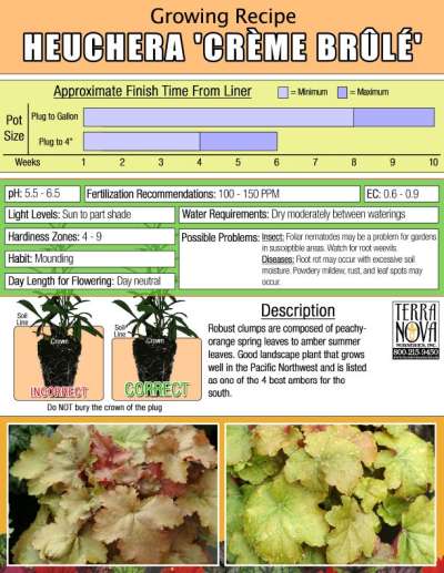 Heuchera 'Crème Brule' - Growing Recipe