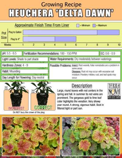 Heuchera 'Delta Dawn' - Growing Recipe