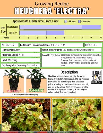 Heuchera 'Electra' - Growing Recipe