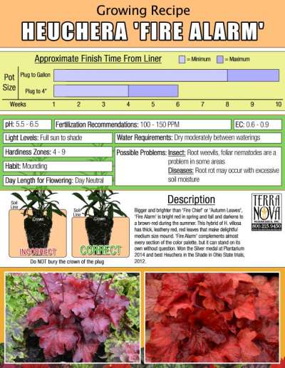 Heuchera 'Fire Alarm' - Growing Recipe