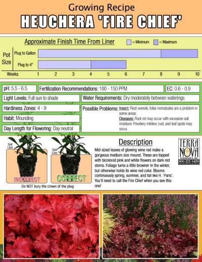 Heuchera 'Fire Chief' - Growing Recipe