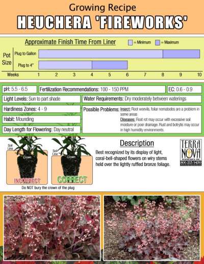 Heuchera 'Fireworks' - Growing Recipe