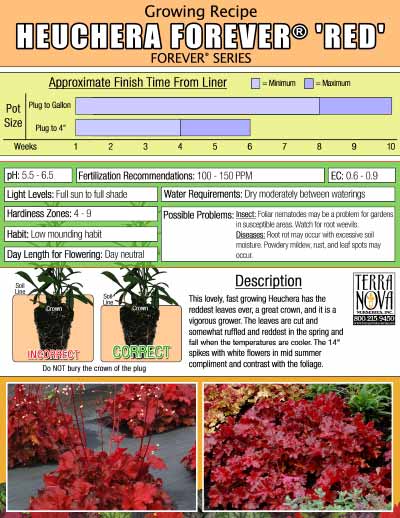 Heuchera FOREVER® 'Red' - Growing Recipe