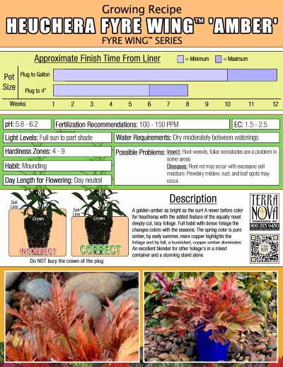 Heuchera FYRE WING™ 'Amber' - Growing Recipe