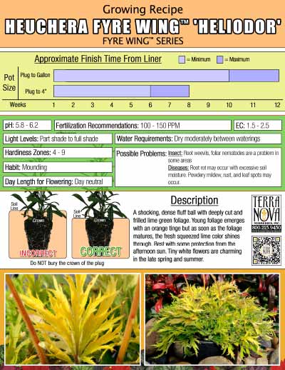 Heuchera FYRE WING™ 'Heliodor' - Growing Recipe