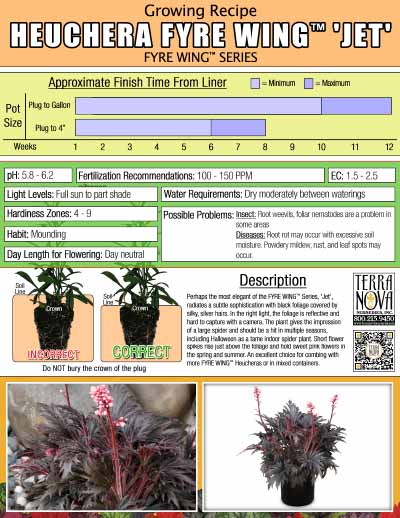 Heuchera FYRE WING™ 'Jet' - Growing Recipe