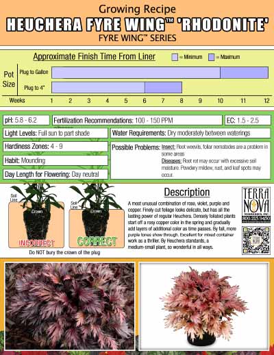 Heuchera FYRE WING™ 'Rhodonite' - Growing Recipe
