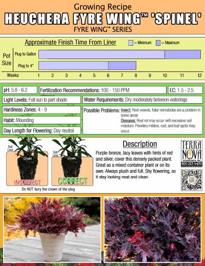 Heuchera FYRE WING™ 'Spinel' - Growing Recipe