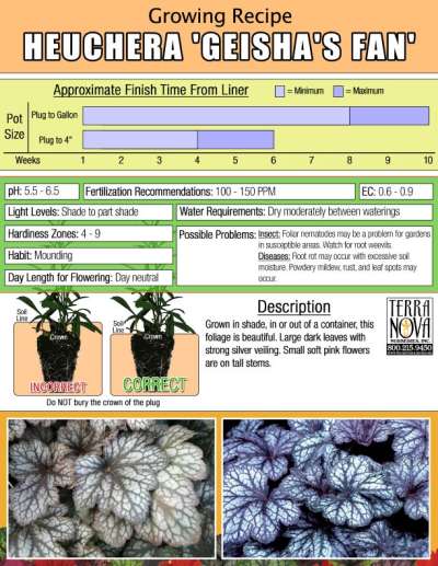 Heuchera 'Geisha's Fan' - Growing Recipe
