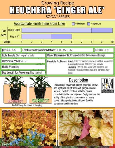 Heuchera 'Ginger Ale' - Growing Recipe