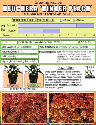 Heuchera 'Ginger Peach' - Growing Recipe