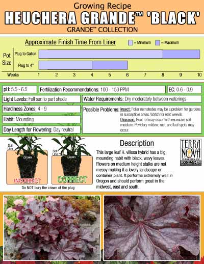 Heuchera GRANDE™ 'Black' - Growing Recipe