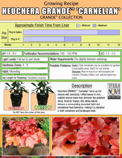 Heuchera GRANDE™ 'Carnelian' - Growing Recipe