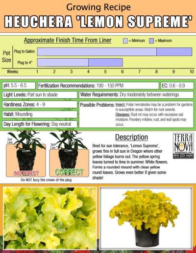 Heuchera 'Lemon Supreme' - Growing Recipe