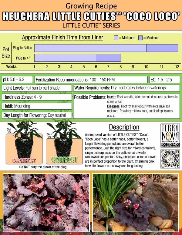 Heuchera LITTLE CUTIES™ 'Coco Loco' - Growing Recipe