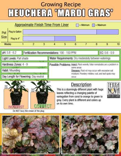 Heuchera 'Mardi Gras' - Growing Recipe