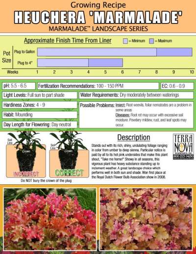 Heuchera 'Marmalade' - Growing Recipe