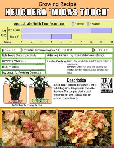 Heuchera 'Midas Touch' - Growing Recipe