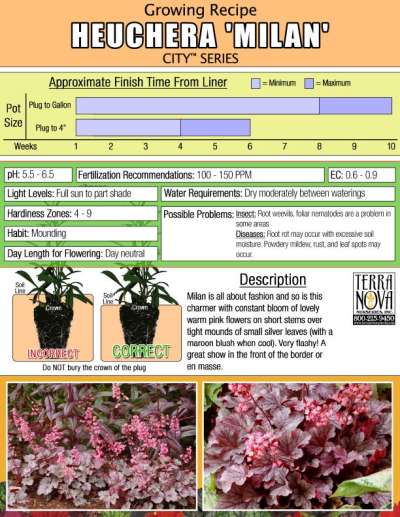 Heuchera 'Milan' - Growing Recipe