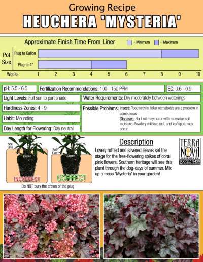 Heuchera 'Mysteria' - Growing Recipe