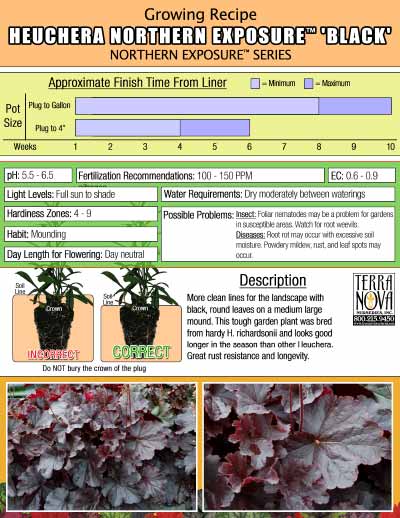 Heuchera NORTHERN EXPOSURE™ 'Black' - Growing Recipe