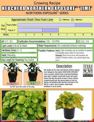 Heuchera NORTHERN EXPOSURE™ 'Lime' - Growing Recipe