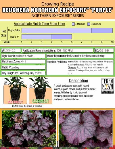 Heuchera NORTHERN EXPOSURE™ Purple - Growing Recipe