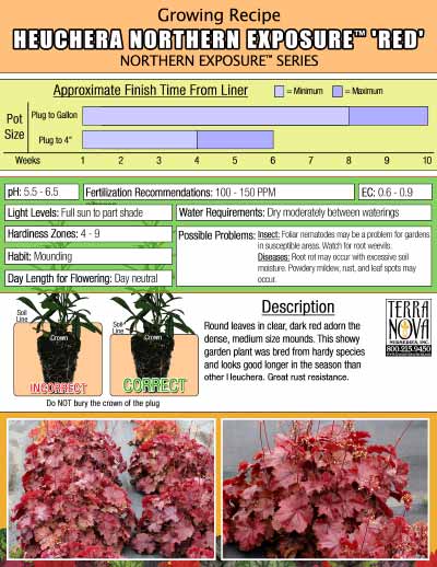 Heuchera NORTHERN EXPOSURE™ 'Red' - Growing Recipe