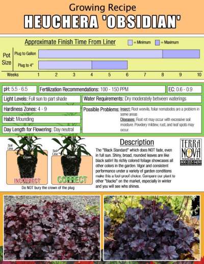 Heuchera 'Obsidian' - Growing Recipe