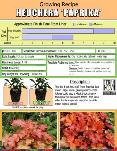 Heuchera 'Paprika' - Growing Recipe