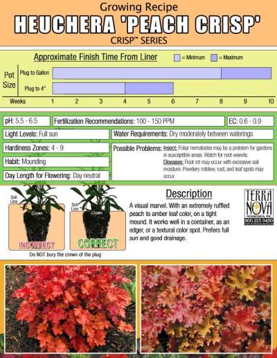 Heuchera 'Peach Crisp' - Growing Recipe