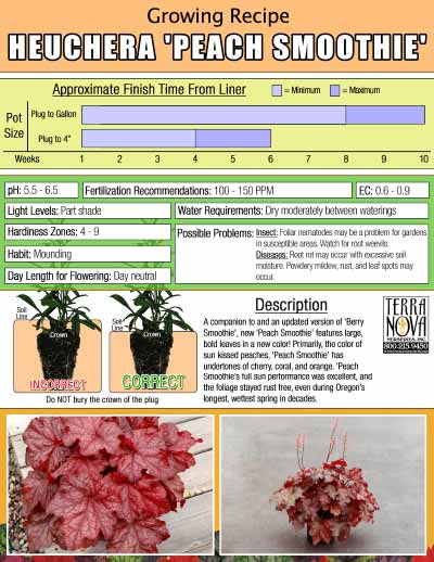 Heuchera 'Peach Smoothie' - Growing Recipe