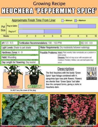 Heuchera 'Peppermint Spice' - Growing Recipe