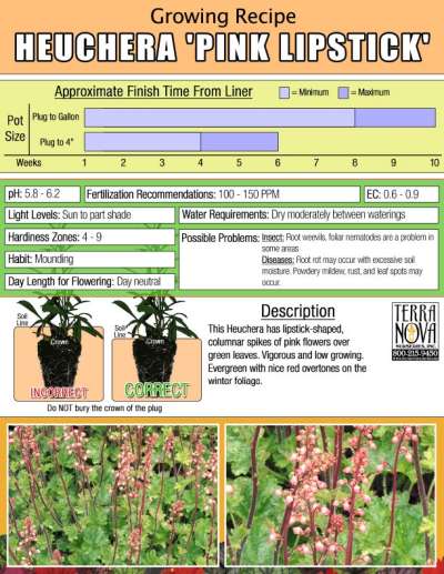Heuchera 'Pink Lipstick' - Growing Recipe