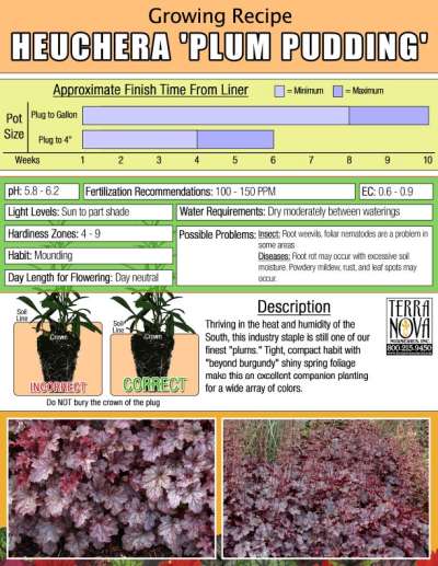 Heuchera 'Plum Pudding' - Growing Recipe