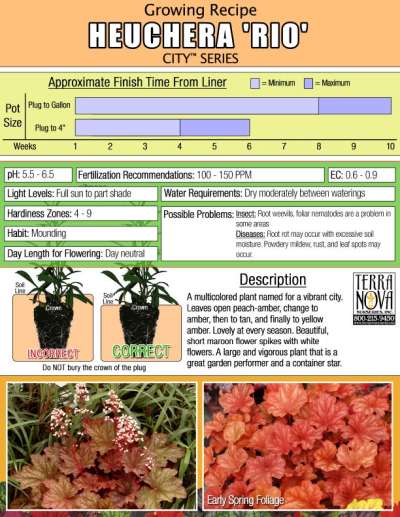 Heuchera 'Rio' - Growing Recipe