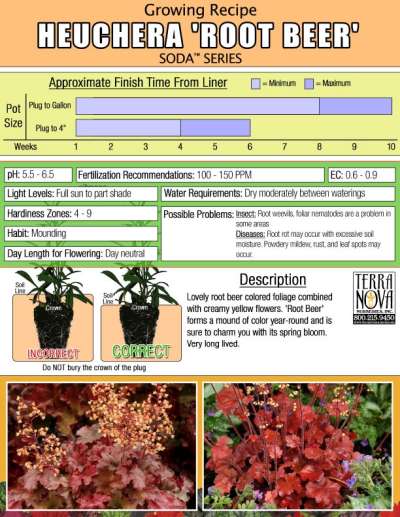 Heuchera 'Root Beer' - Growing Recipe