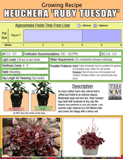 Heuchera 'Ruby Tuesday' - Growing Recipe