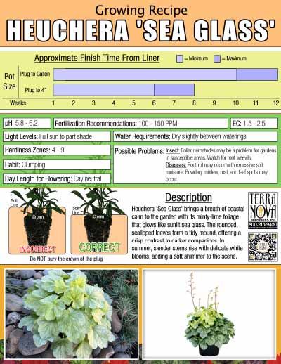 Heuchera 'Sea Glass' - Growing Recipe