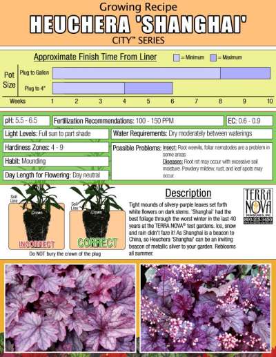 Heuchera 'Shanghai' - Growing Recipe