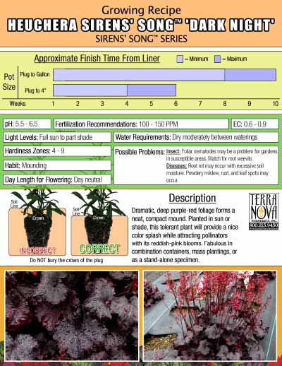 Heuchera SIRENS' SONG™ 'Dark Night' - Growing Recipe