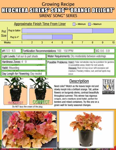 Heuchera SIRENS' SONG™ 'Orange Delight' - Growing Recipe